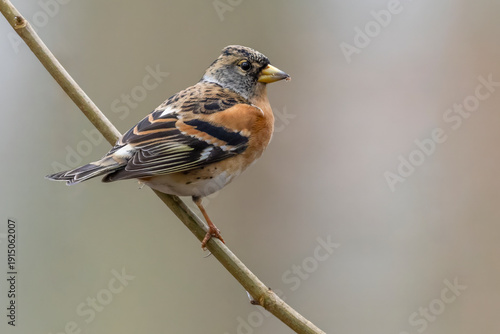 Canvastavla Brambling perched on a branch in a serene natural setting during winter in the N