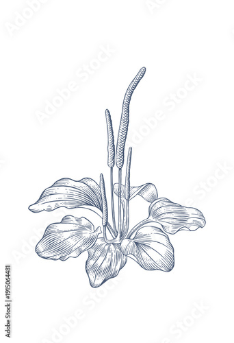 Plantain (plantago major). Hand-drawn botanical vector illustration in  engraving style