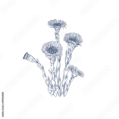 Tussilago farfara (coltsfoot) flowers. Hand-drawn botanical vector illustration in engraving style
