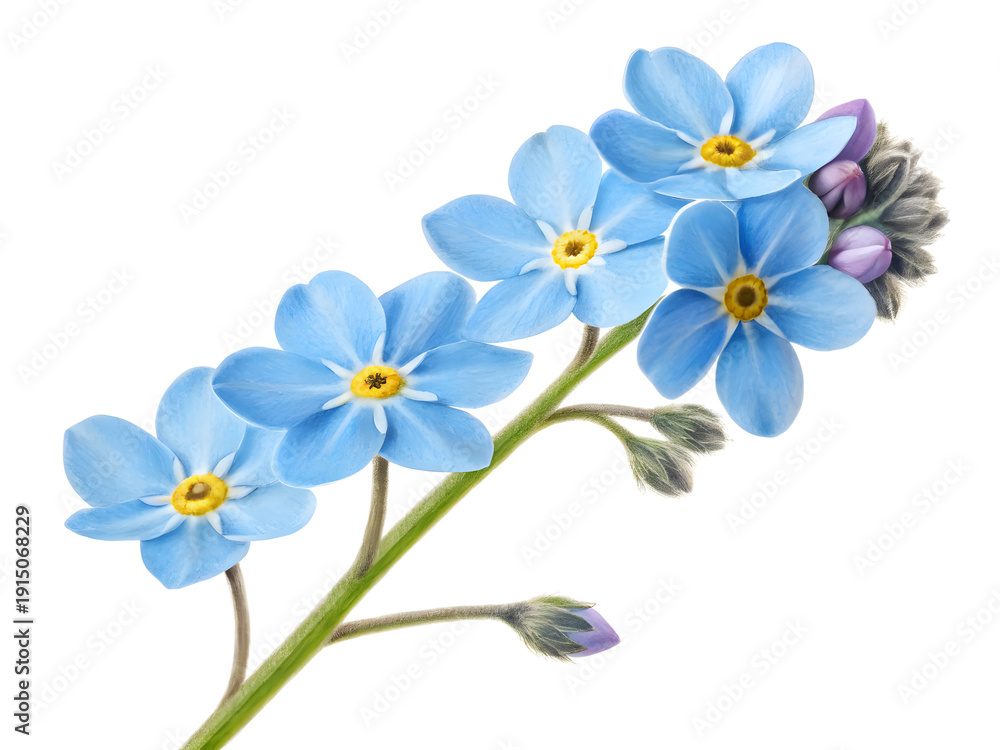 Fototapeta premium Forget-me-not flowers in delicate illustration style with soft blue color on white background for floral design