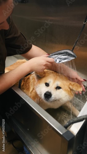 A dog is being bathed in a stainless steel tub with a handheld shower nozzle, while a person gently holds the dog during the grooming process
