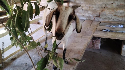 White Goat with Black Legs Eating Leaves Inside Backyard Shed