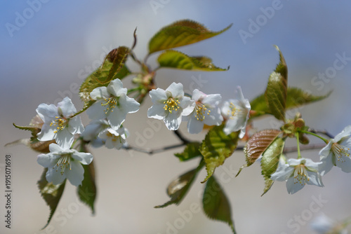 Photography Cherry blossom