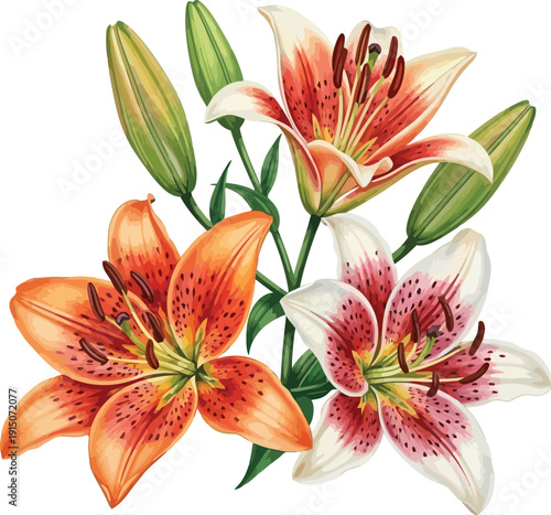 Vibrant orange and pink spotted lily flowers with fresh green buds blooming beautifully on a clean white background.