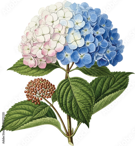 Beautiful botanical illustration of a vibrant pink and blue hydrangea flower with lush green leaves and developing buds