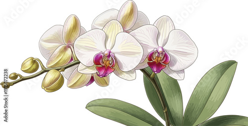 Elegant white orchid flowers with vibrant purple and yellow centers, accompanied by green leaves and unopened buds, on a clean white background.