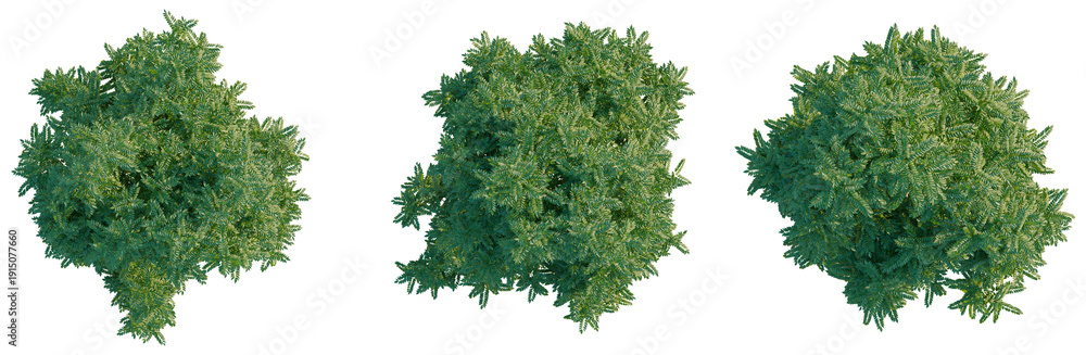 Obraz premium Dracontomelon duperreanum tree plan, top view, cutout, transparent background, isolate, Detailed close-up of lush green pine tree branches with vibrant needles, perfect for nature imagery.