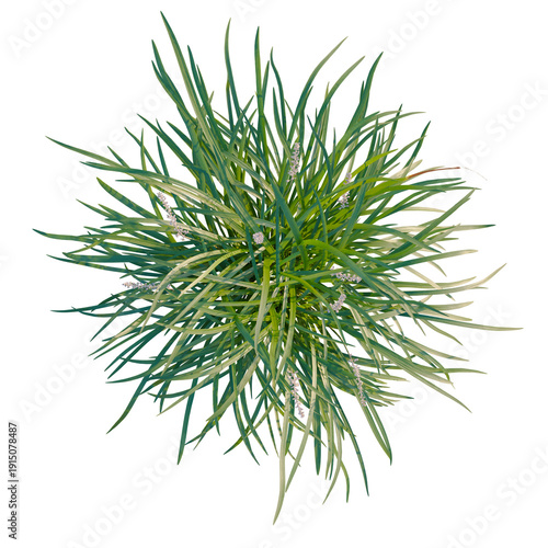 Foto Ophiopogon bodinieri tree plan, top view, cutout, transparent background, isolat