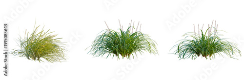 Canvastavla Ophiopogon bodinieri tree, elevation, front view, cutout, transparent background, isolate, Tall grasses blowing in the wind with a blurred background and a shallow depth of field