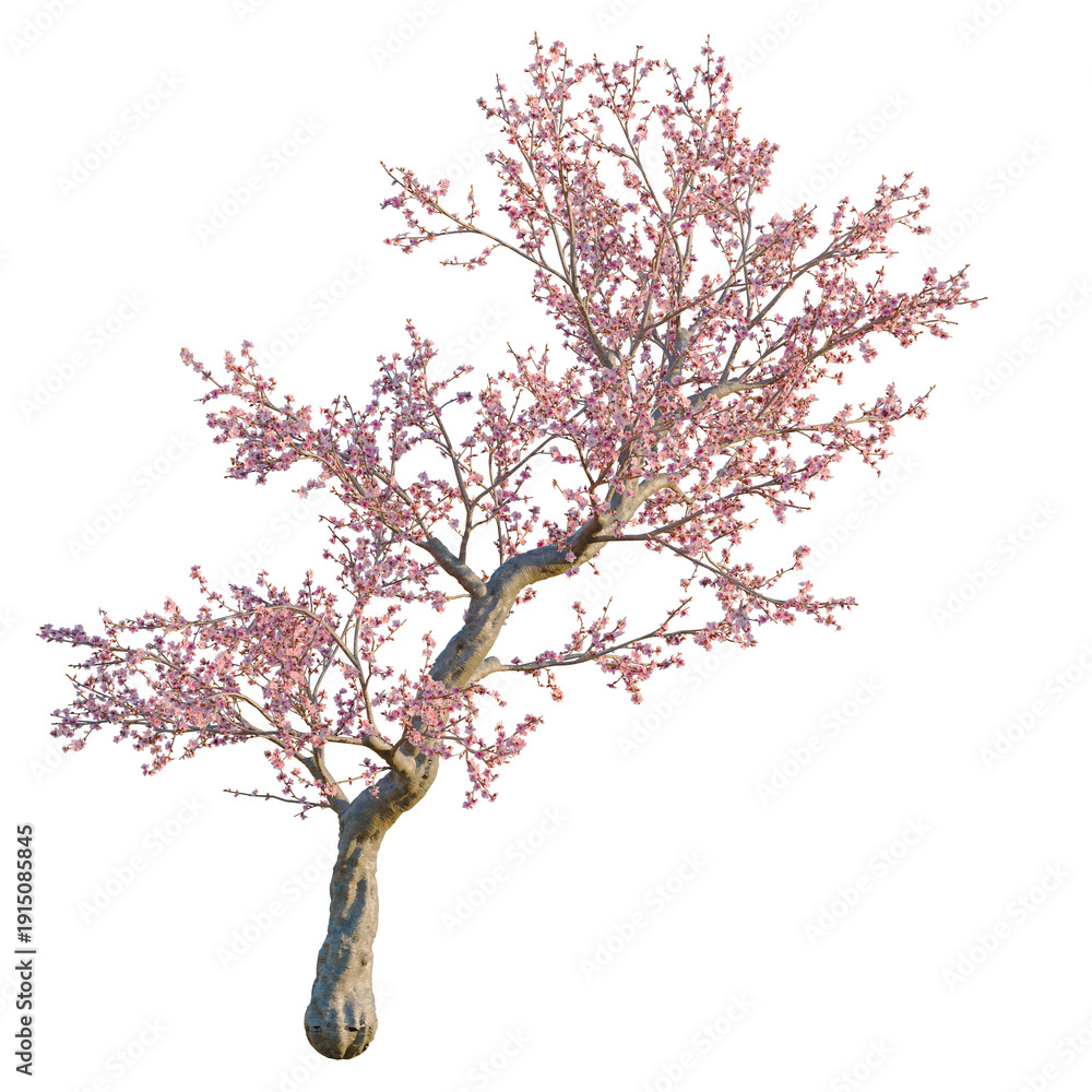 Obraz premium Prunus dulcis tree, elevation, front view, cutout, transparent background, isolate, Cherry Blossom Branch with Delicate Pink Flowers, Springtime Floral, Nature