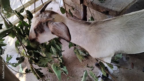 White Goat with Black Legs Eating Leaves Inside Backyard Shed