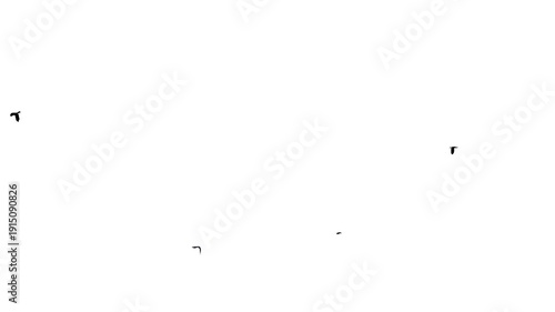 Flock of crow birds flying on white background 