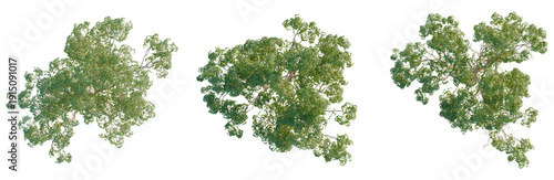 Acer negundo tree plan, top view, cutout, transparent background, isolate, Aerial view of lush green forest canopy, vibrant foliage, dense woodland, natural landscape