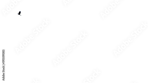 Bird flock flying animation against white background