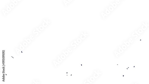 Flock of black birds flying or Bird flock silhouette againts white background. Flock of Black Birds Flying Bird Flock Silhouette Against White Background