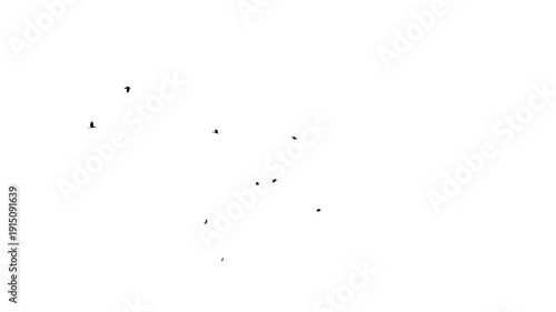 Small flocks of Birds or Crow flock flying