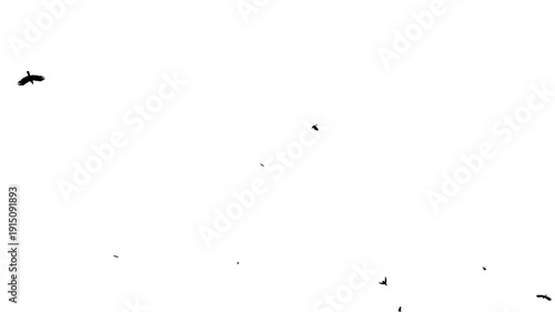 Flock of birds flying. Silhouette of a flying birds isolated on white background