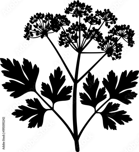 Intricate Botanical Umbel Silhouette - Detailed Wildflower and Herb Nature Vector