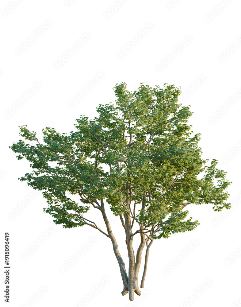 Fototapeta premium Acer buergerianum tree, elevation, front view, cutout, transparent background, isolate, Detailed close-up of a lush green tree with intricate foliage and natural textures.
