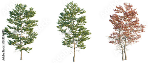 Konstfotografi Acer buergerianum tree, elevation, front view, cutout, transparent background, i