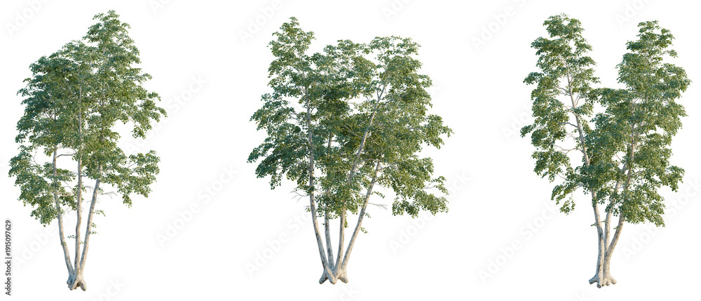 Fototapeta premium Betula pendula tree, elevation, front view, cutout, transparent background, isolate, Group of birch trees in a forest, detailed natural landscape, scenic view, peaceful environment