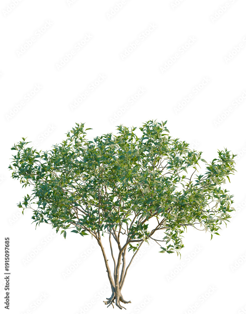 Obraz premium Chitalpa tashkentensis tree, elevation, front view, cutout, transparent background, isolate, Bonsai Tree with Exposed Roots - Detailed Botanical Illustration for Design and Education
