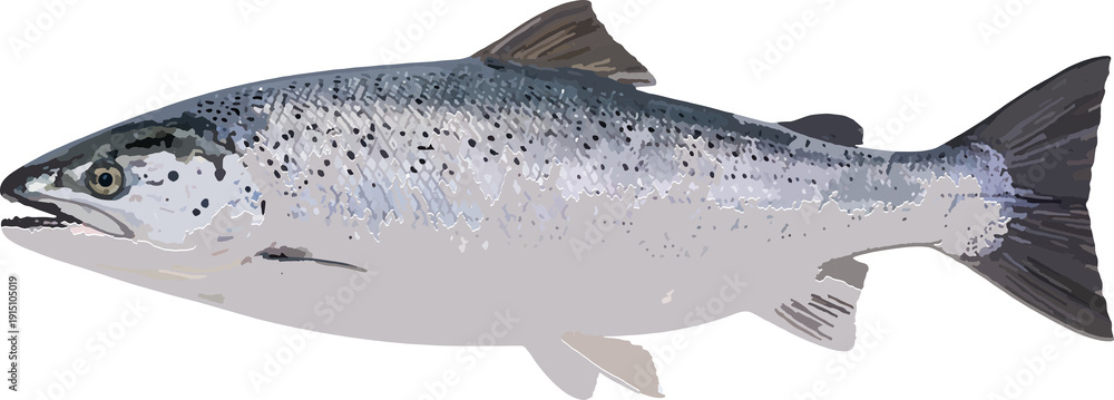 Obraz premium Atlantic Salmon Side Profile Illustration Isolated on Transparent Background