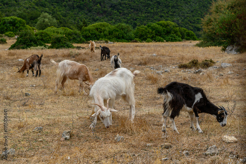 Foto Greek mountain goats grazing in rocky landscape, Kefalonia, Greece