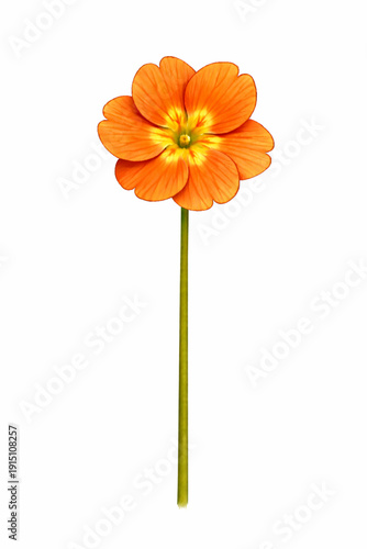 Vector Illustration of Single Orange Primula Vulgaris Flower