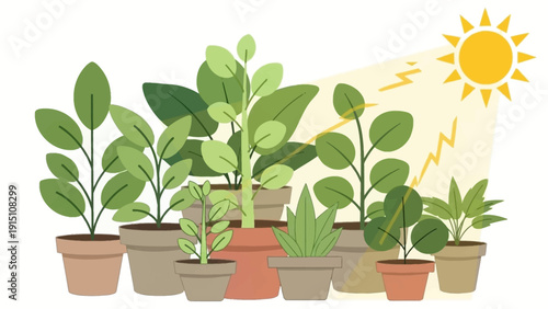 Various Potted Plants Flourishing Under the Warm Sunlight.