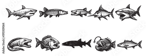Black and white illustration of assorted predatory fish, including shark, piranha, and anglerfish. Perfect for marine biology, horror themes, and seafood restaurant designs.