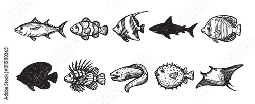 Ten unique fish species illustrations in a hand-drawn style. Great for biology, oceanography, or nautical themes, educational resources, and graphic design projects.