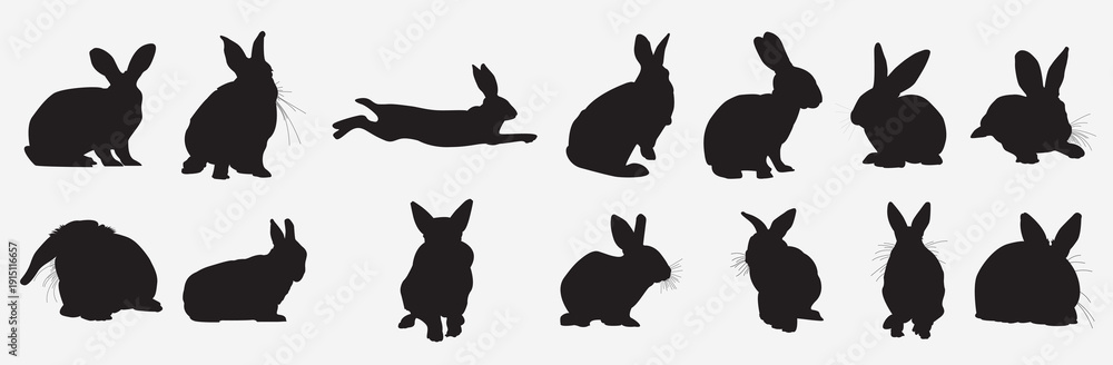 Fototapeta premium rabbit