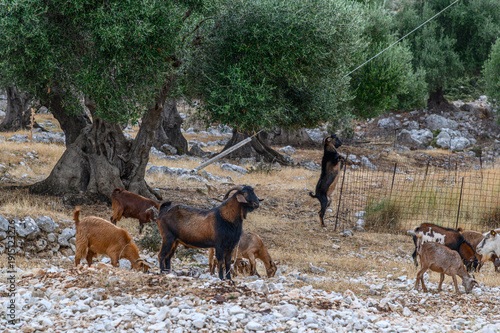 Εκτύπωση καμβά Goats in Rocky Countryside, Kefalonia, Greece