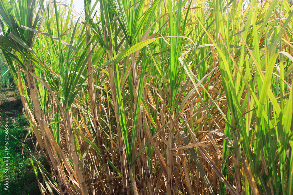Fototapeta premium Green sugarcane field under the sun, agricultural landscape. Lush green sugarcane plants growing in a plantation, used for sugar production and ethanol.