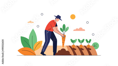 Hardworking farmer harvests large fresh carrots from a garden bed on a very bright and sunny afternoon.