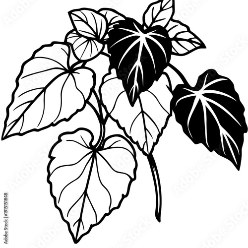 black and white flower