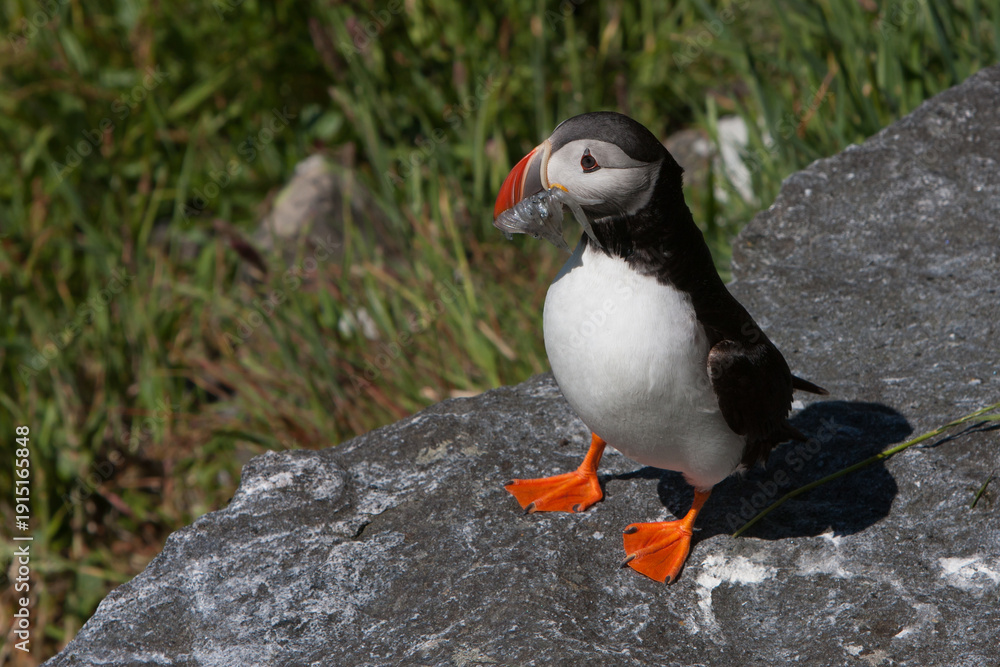 Fototapeta premium Atlantic Puffin (Fratercula arctica) with fish at Runde island (Norway)