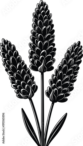 Lavender Flower Botanical Illustration Vector