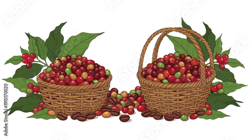 A detailed vector illustration showcasing the coffee harvest with two wicker baskets overflowing with ripe red and green coffee cherries.