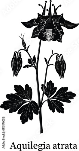 Aquilegia Atrata Botanical Illustration