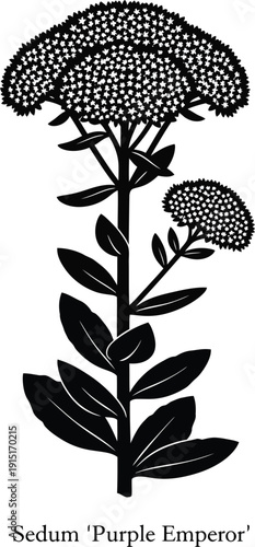 Sedum Purple Emperor Botanical Illustration
