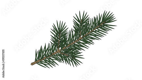 A realistic and detailed vector illustration of a single green fir or pine tree branch with sharp needles, perfect for Christmas designs.