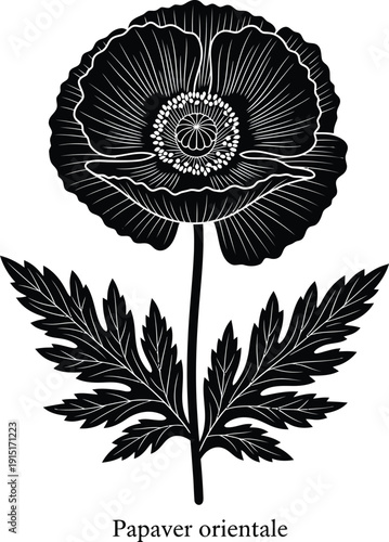 Papaver Orientale Poppy Flower Illustration
