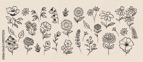 Flowers plants elements drawing charcoal, pencil, chalk style. Sketch hand drawn silhouette floral plant, leaf. Vector.