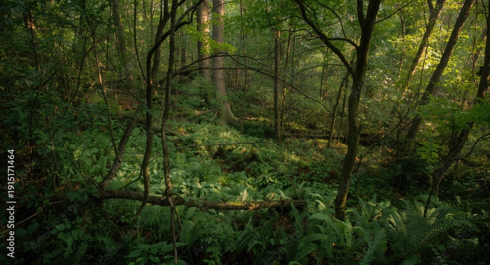 Obraz premium overhead perspective of a thriving woodland ecosystem with diverse trees and plants