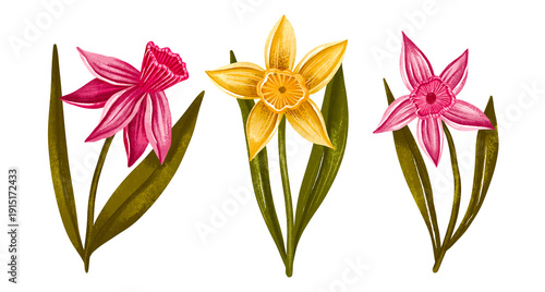 Photography Hand Drawn Spring Daffodil and Narcissus Flowers Set – Pink and Yellow Botanical