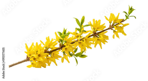 Elegant forsythia branch with vibrant yellow flowers and new green leaves, captured with macro detail against a seamless bright white background, diagonal composition, concept of spring's arrival
