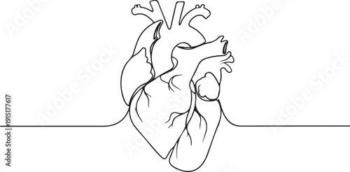Minimalist Human Heart Cardiology Contour Sketch
