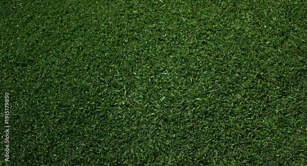Obraz premium Sunshine-filled backdrop featuring fresh cut green golf grass texture